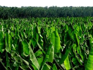 plantain Farming