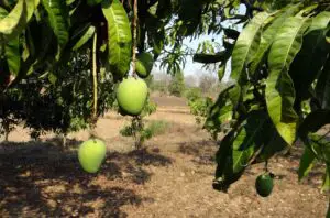 Mango Farming Business In Nigeria