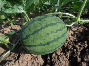 Start a Watermelon Farm in Nigeria