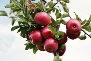 Start Apple Farming in Nigeria