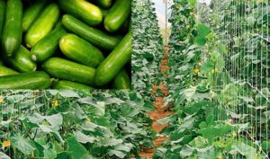 How To Start Cucumber Farming Business
