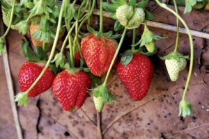Strawberry - Foods That Boost Immune system