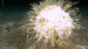 Antarctic sponge - animals with the longest lifespan
