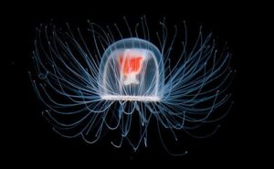 Jellyfish - Turritopsis nutricula