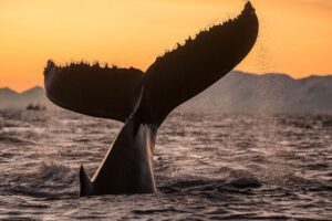 The 12 Biggest Whales In The World