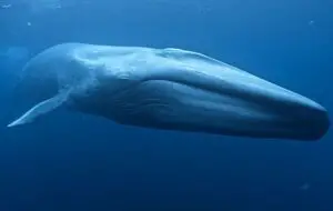 Blue Whale is the largest whale in the world