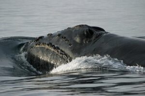 North Pacific Right Whale - One of the biggest whales in the world