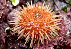 Red sea urchin - animals with the longest lifespan