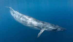 Sei Whale - One of the biggest whales in the world