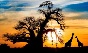 Best Tourist Destinations in Africa