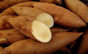 Yacon potato - Types of potatoes