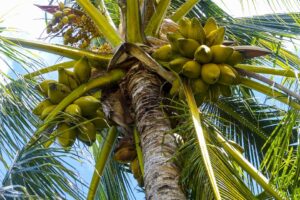 coconut farming business