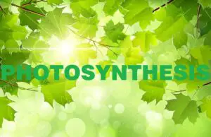 What Is Photosynthesis? Its Process, Importance and Formula