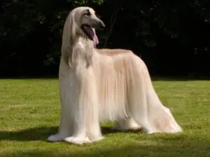 Afghan Hound - Most Expensive Dog Breeds In The World