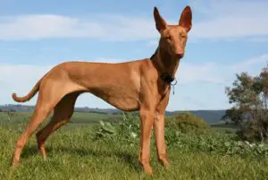 Pharaonic hound