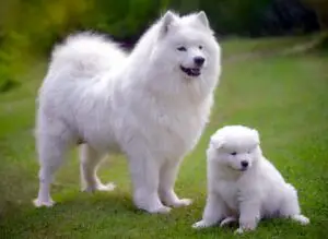 Samoyed - Most Expensive Dog Breeds In The World