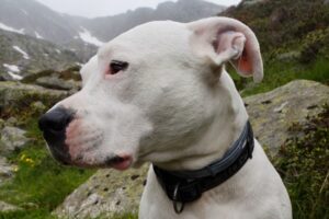 Argentine Dogo - Most Expensive Dog Breeds In The World