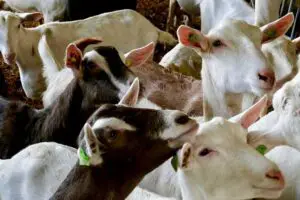 The Current Price of Goats in Nigeria