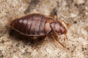 Bed Bugs Infestation: How to Prevent and Eliminate Bed Bugs