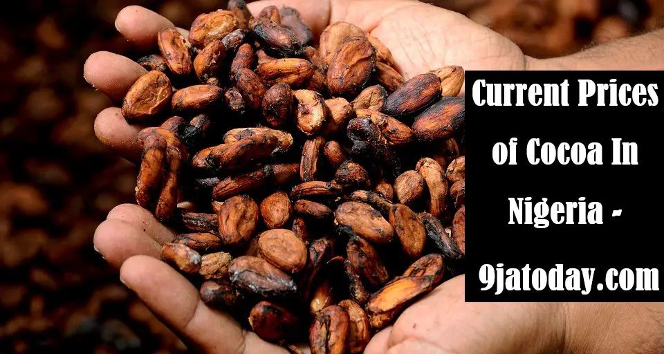 Prices of Cocoa In Nigeria