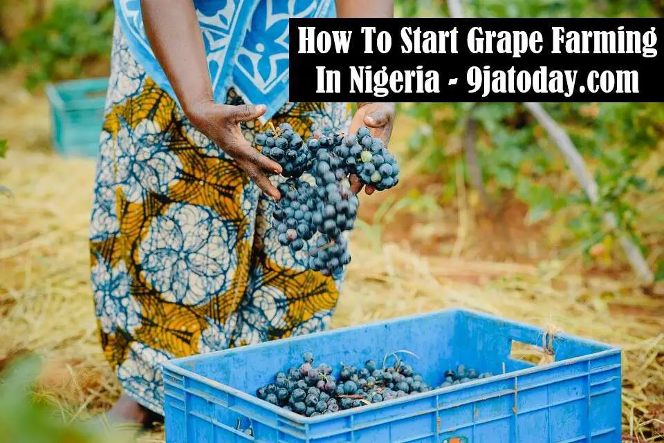 Start Grape Farming In Nigeria