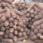 Yarm Farming In Nigeria