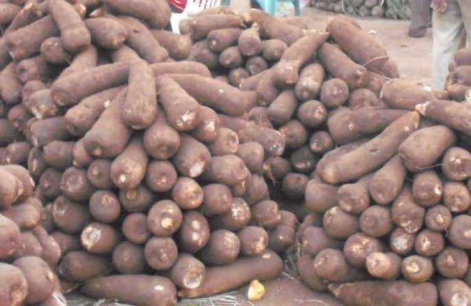 How to Start Yam Farming in Nigeria: Detailed Guide
