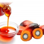 Step by Step on How to Start Palm Oil Supply Business