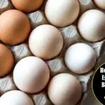 Start Egg Supply Business
