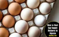 Start Egg Supply Business