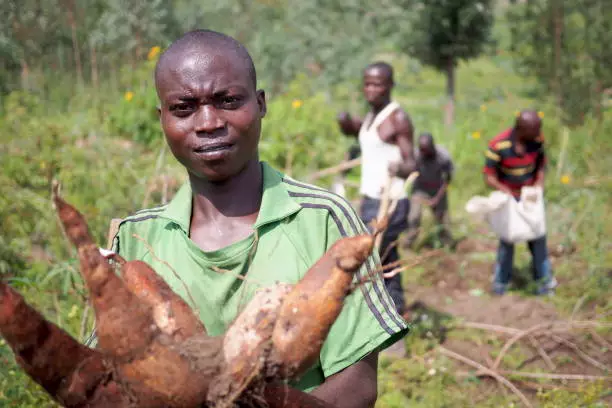 Cassava crops - start garri processing business 