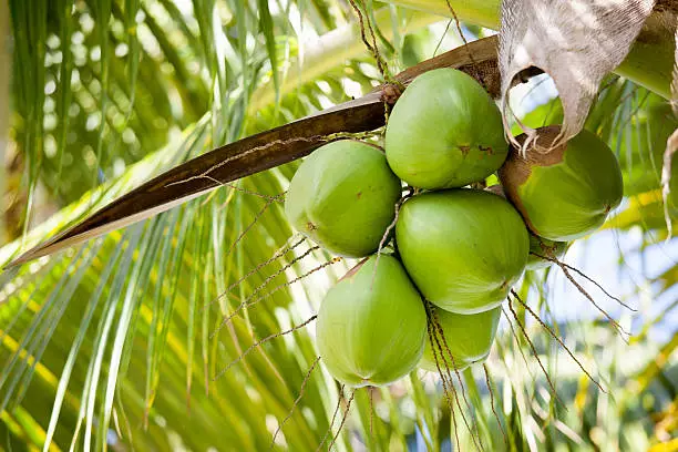 Coconut farming 