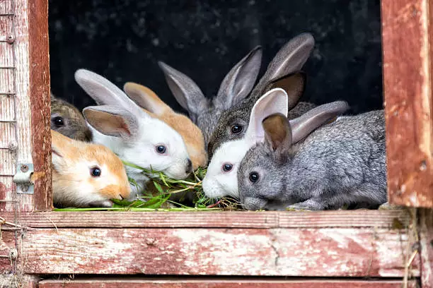 Rabbit Farming Business