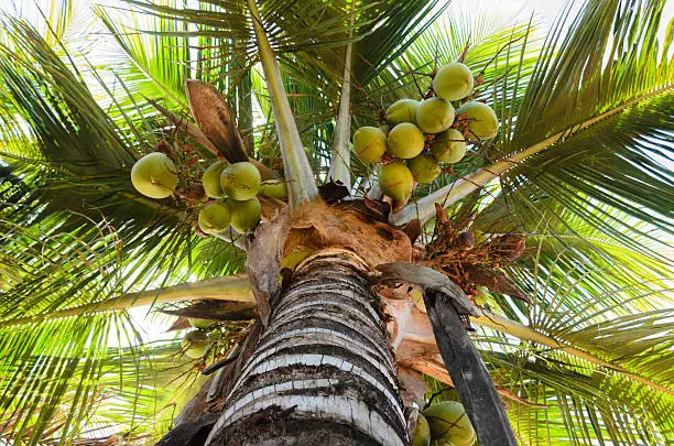 Coconut Farming Business 
