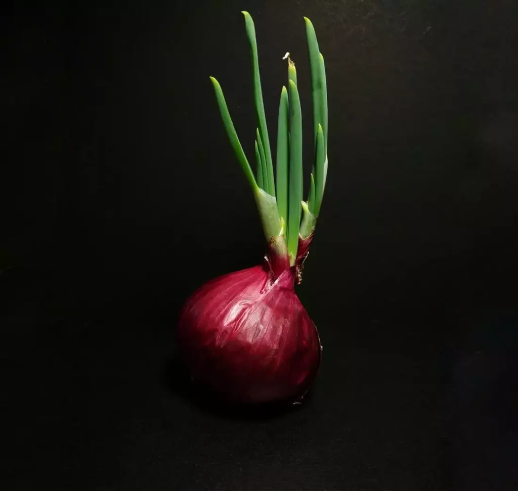 Starting Onion Farming Business