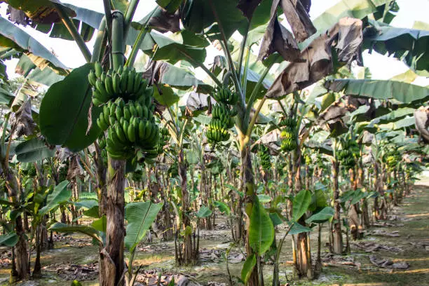 Ultimate Guide To Start Plantain Plantation
