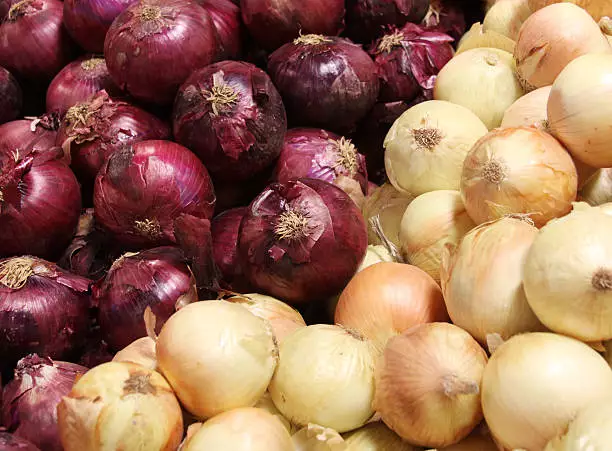 starting a business in onion farming