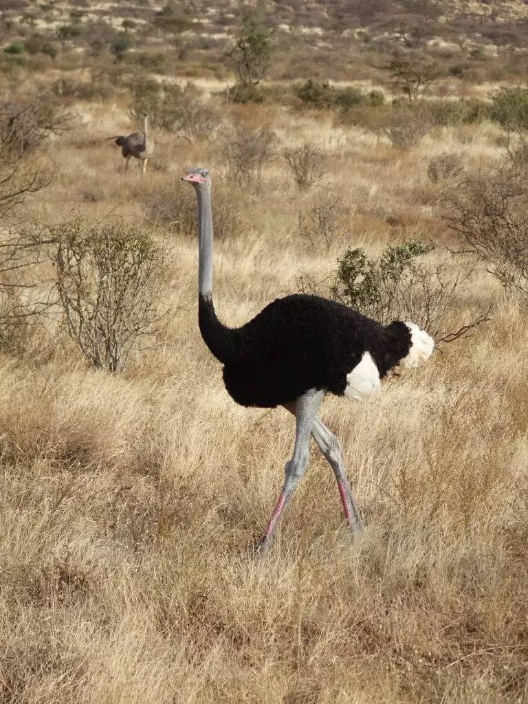 ostrich farming business