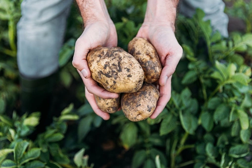 Potato Farm Business