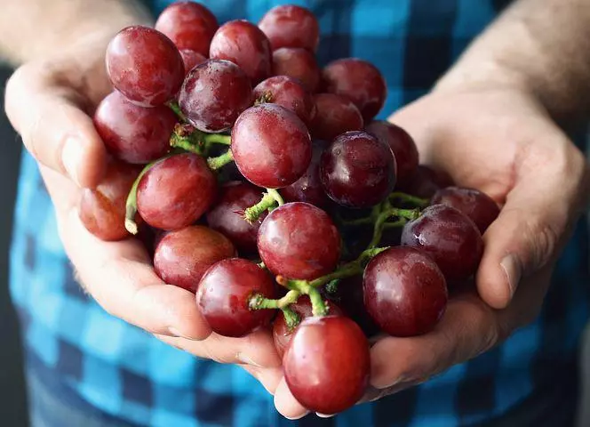 How To Start Grape Farming In Nigeria