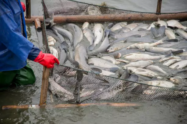 Creating a Fish Farming Business Plan in Nigeria 