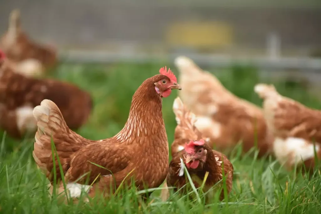 start a poultry farm business in Nigeria