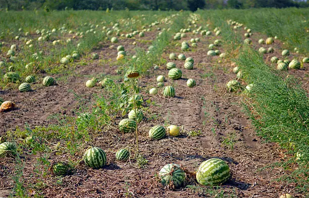 Benefits of starting a watermelon farm in Nigeria 