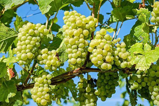 Start grape Farming in Nigeria 
