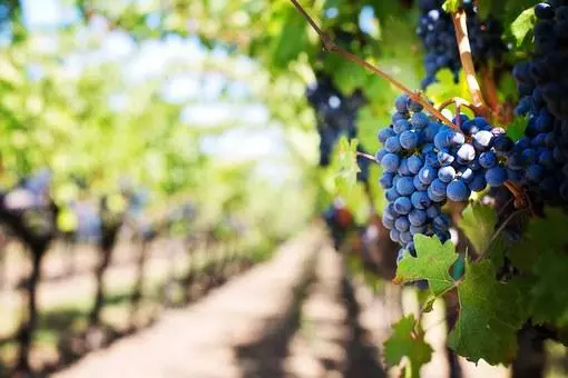 Starting grape farming in Nigeria, 
