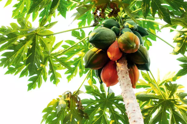 starting commercial pawpaw farming in Nigeria 