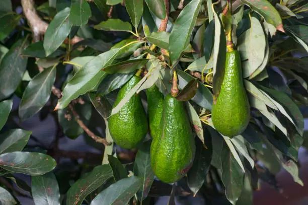 Avocado production 