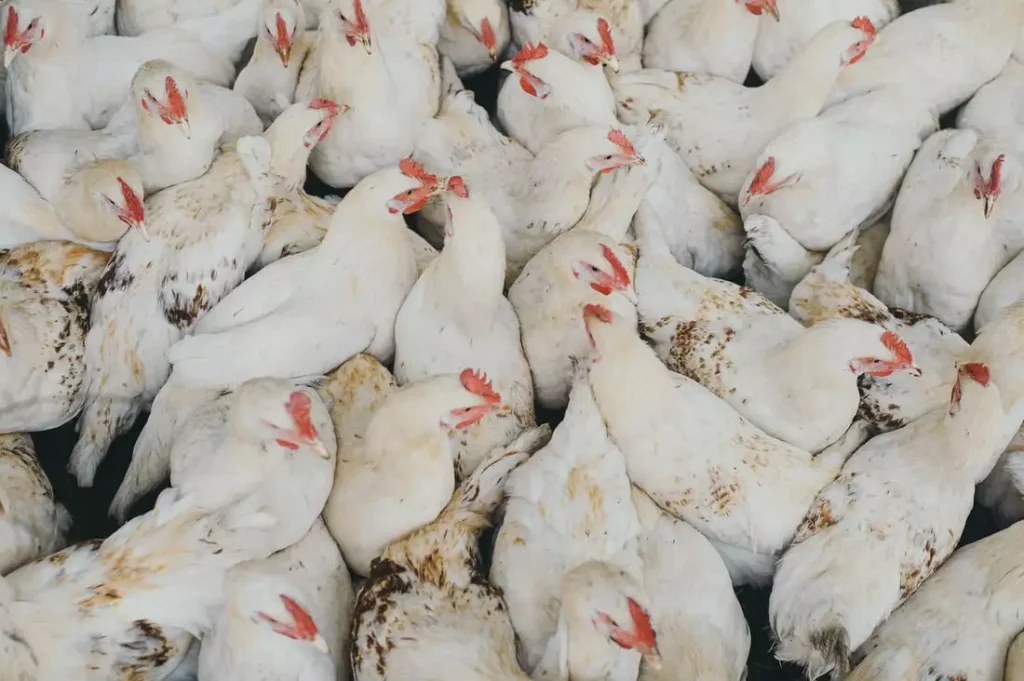 starting a poultry farming business in Nigeria