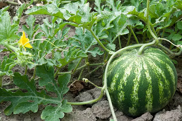 Watermelon farming in Nigeria 