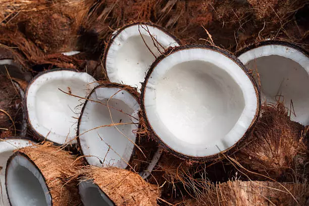 Coconut Farming Business 